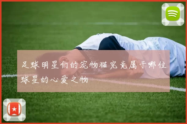 足球明星们的宠物猫究竟属于哪位球星的心爱之物